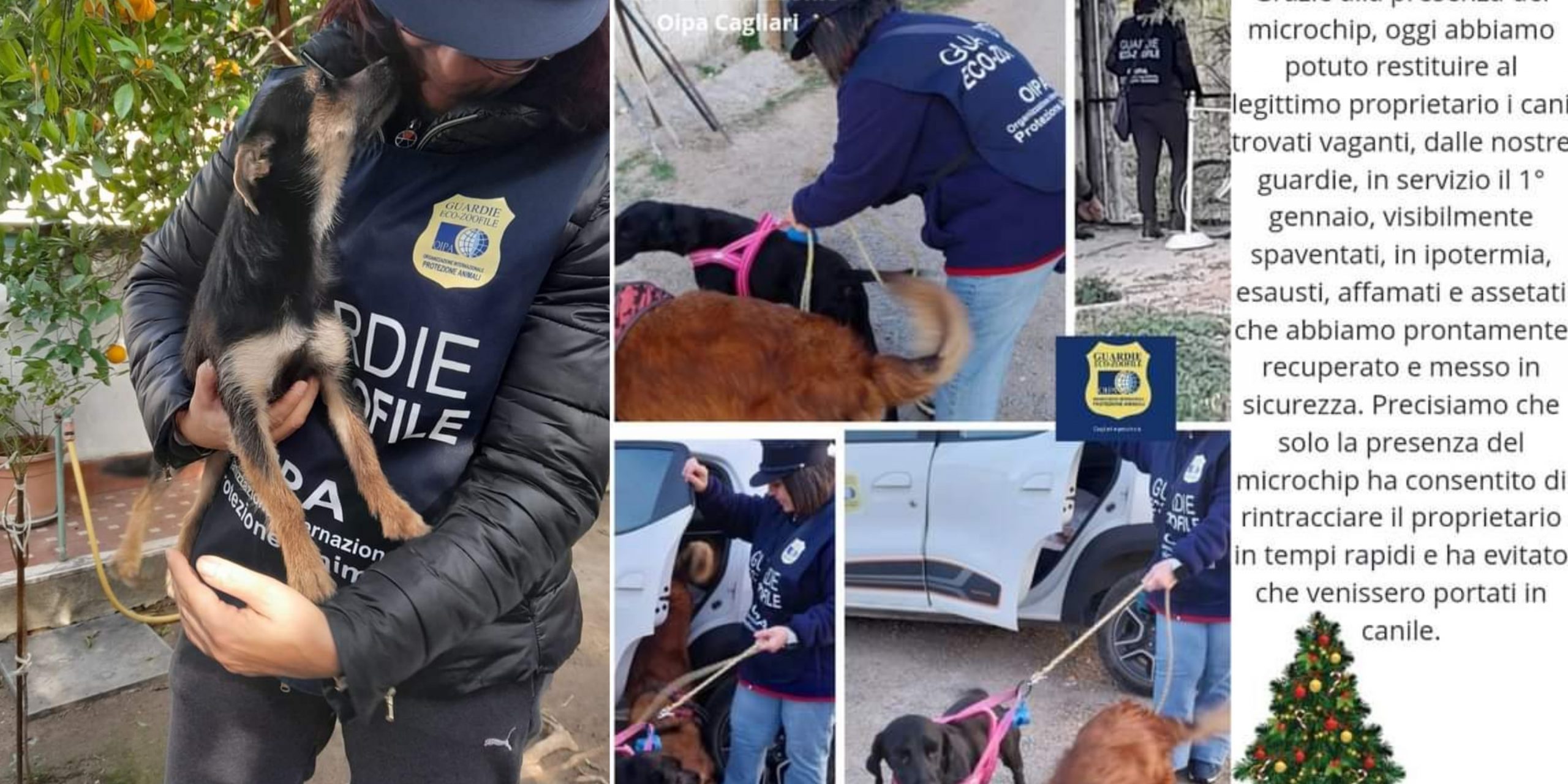 Botti di fine anno, in fuga nel Cagliaritano 52 cani e centinaia di gatti