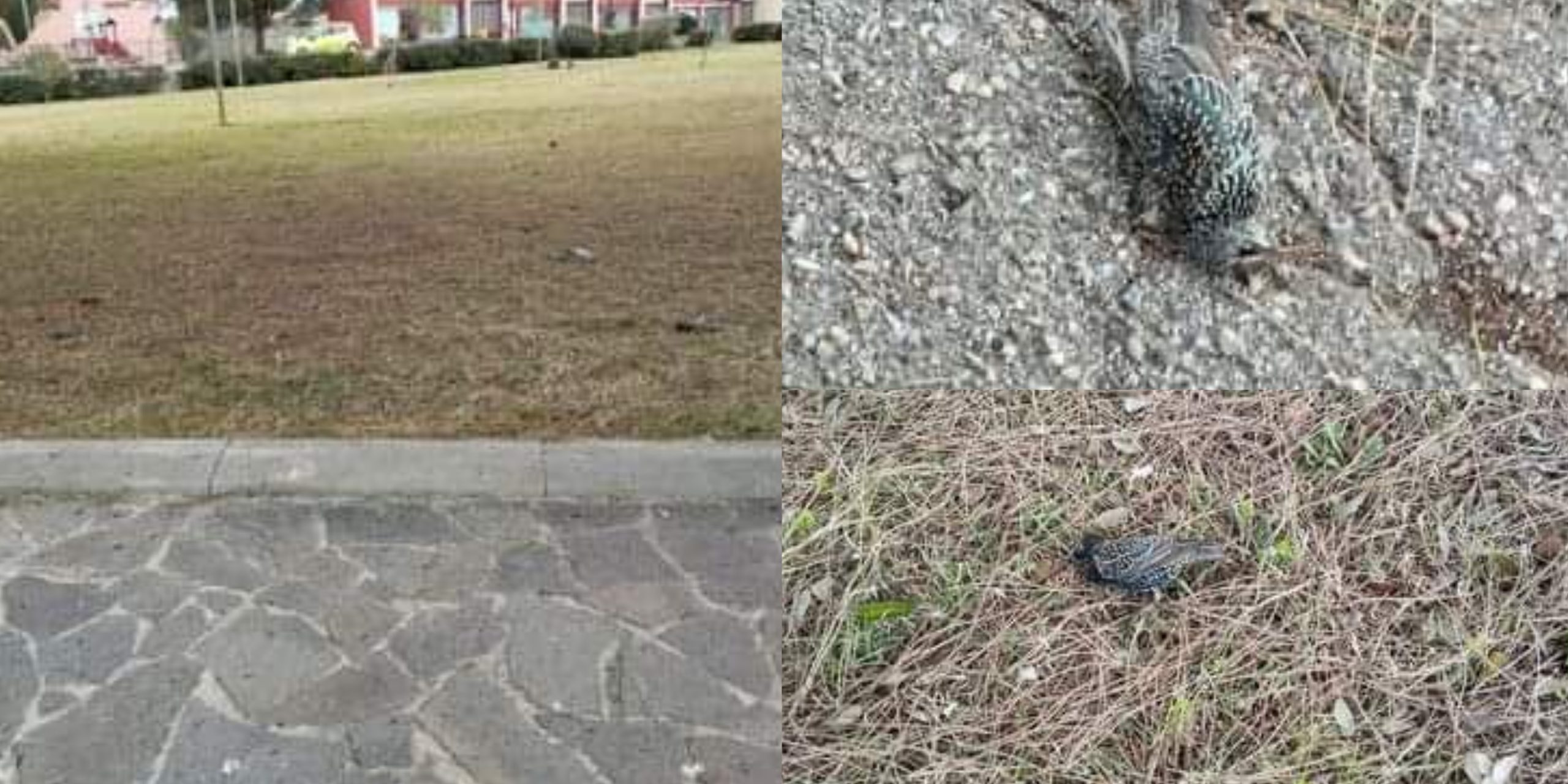 Moria di volatili a Tratalias: “E’ la malattia di Newcastle, pericolosa anche per l’uomo”