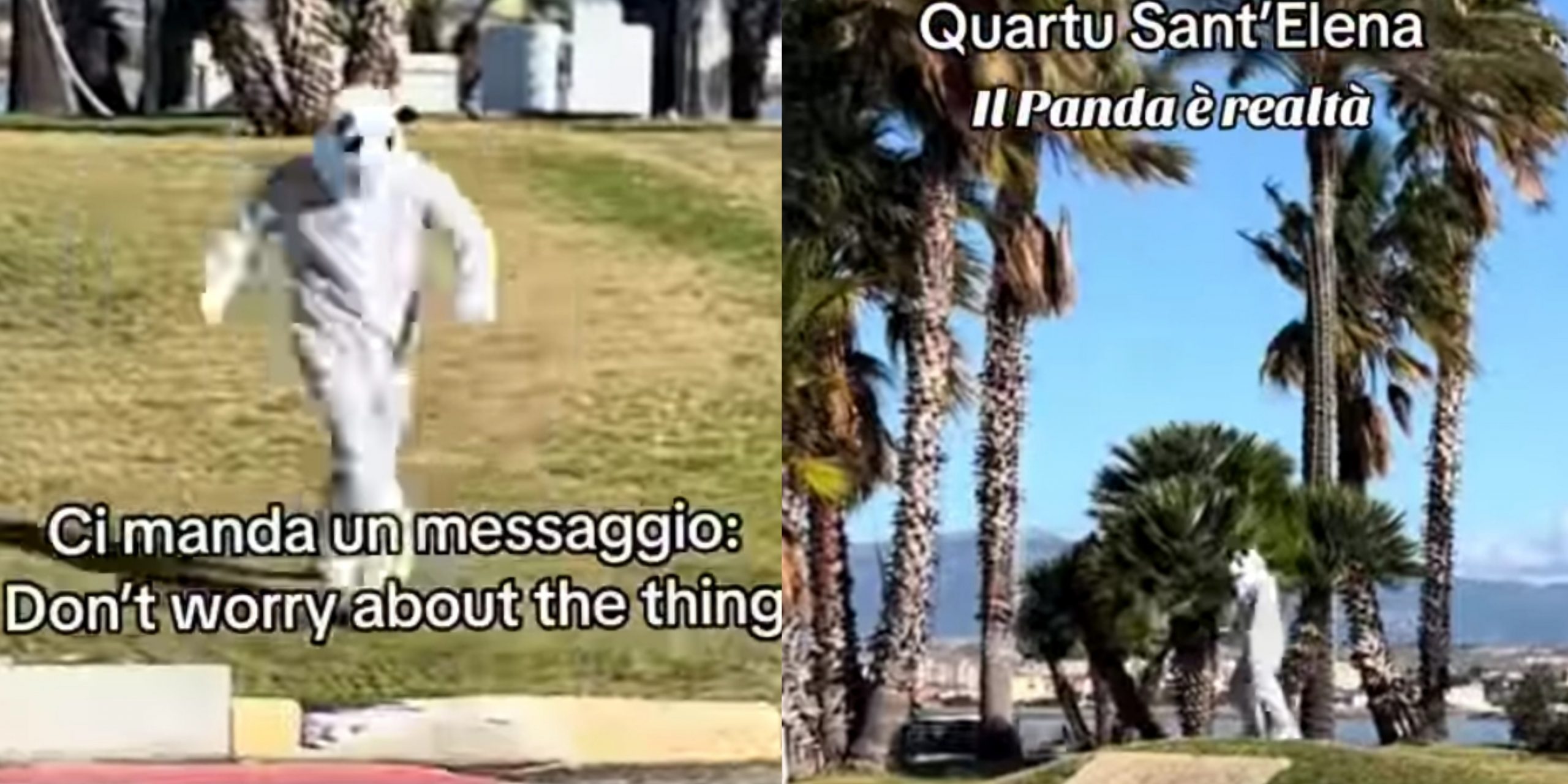 Quartu, il panda è tornato: balla e saluta gli automobilisti nella rotatoria del Poetto