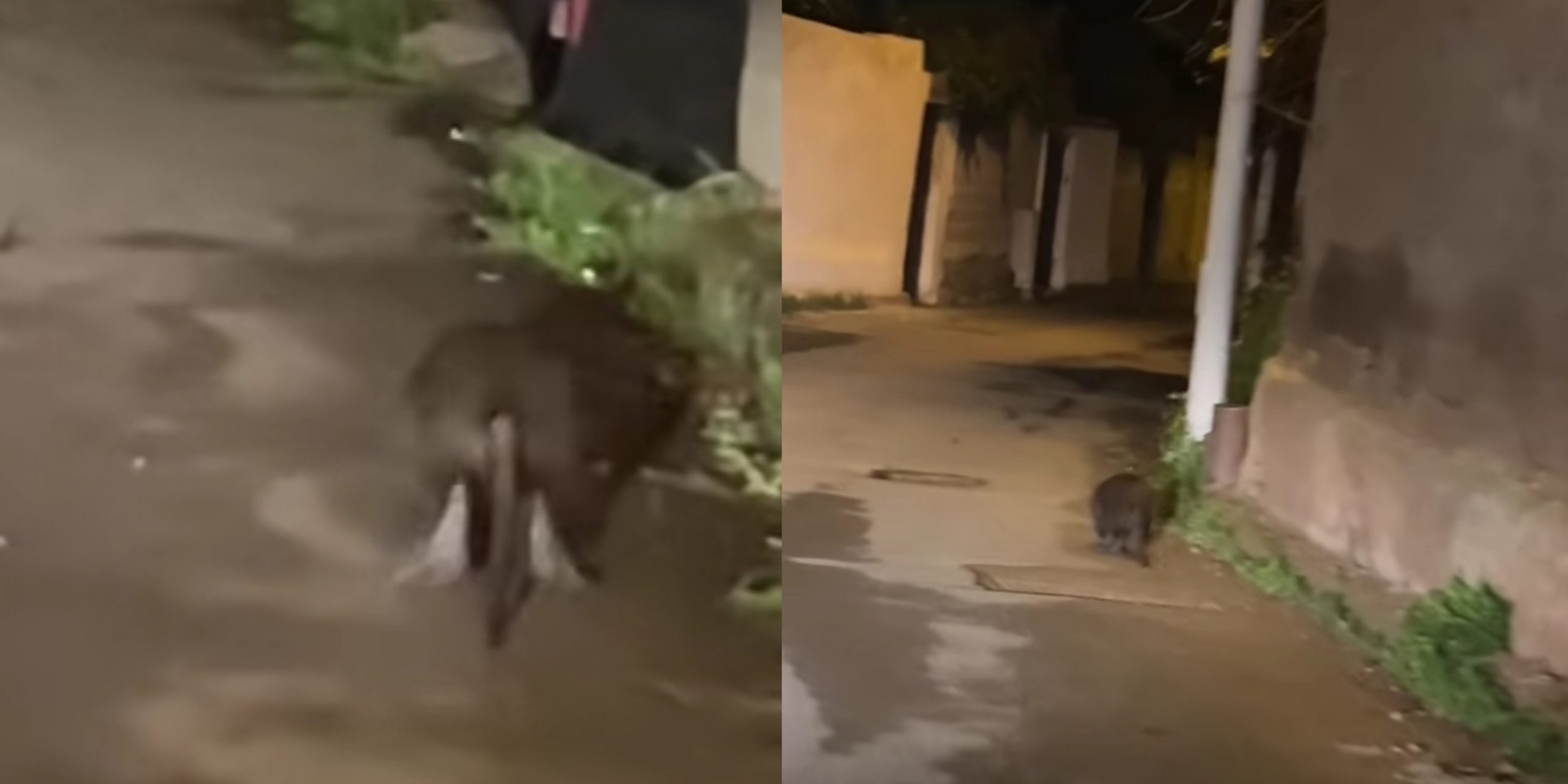 Siliqua, una grossa nutria a spasso per le vie del centro