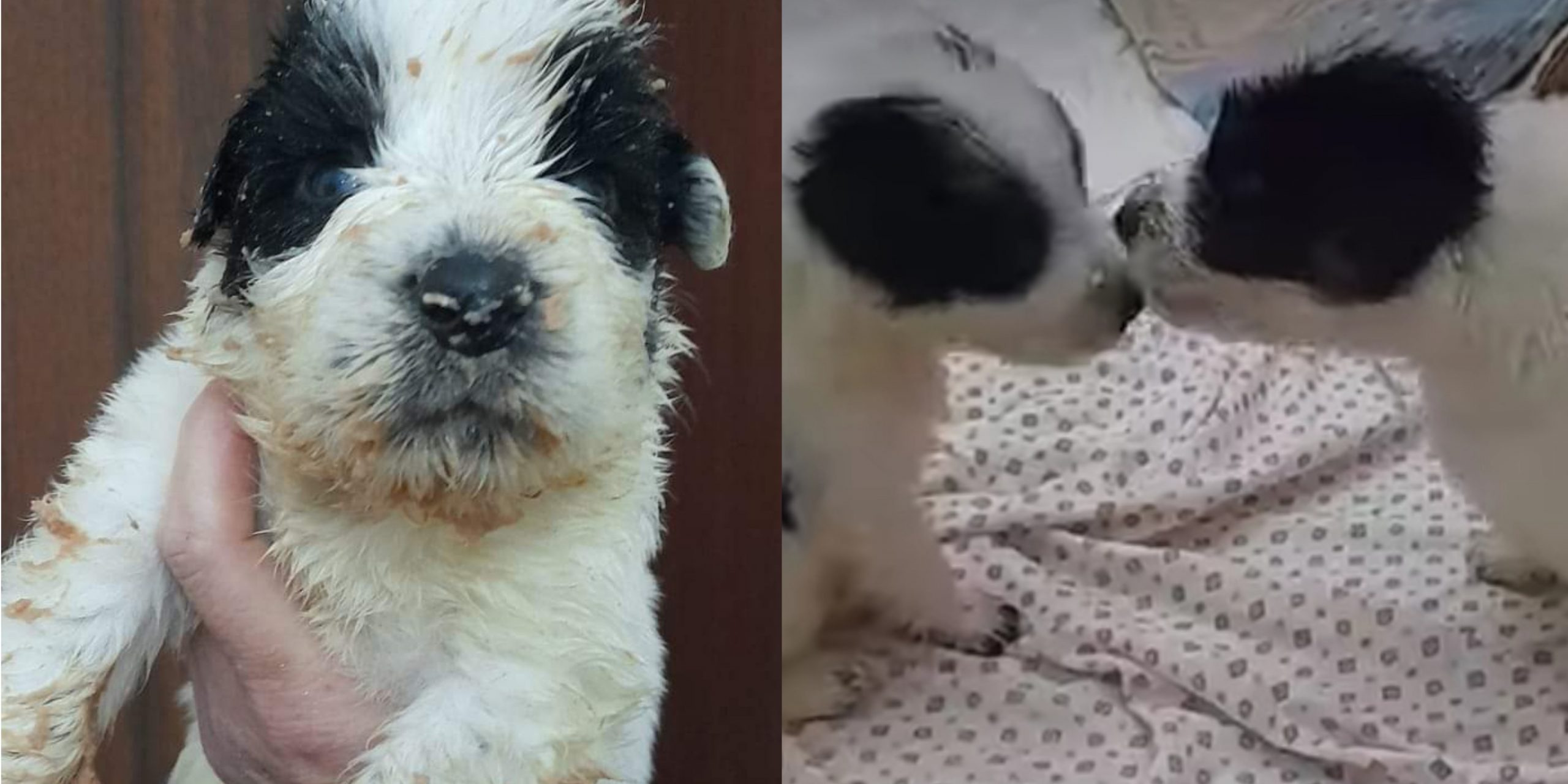 Il bagno dentro la pappa, prime prove di svezzamento alla Tana di Bau a Quartu