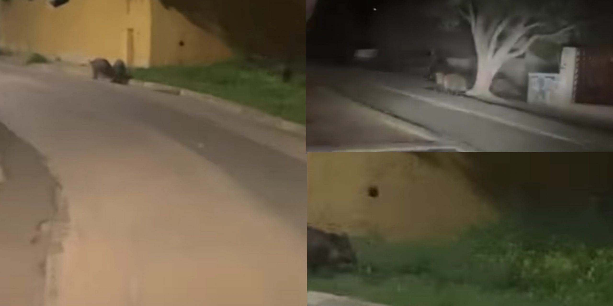 Cinghiali a passeggio vicino alla scuola di via Caravaggio, cittadini preoccupati a Sinnai