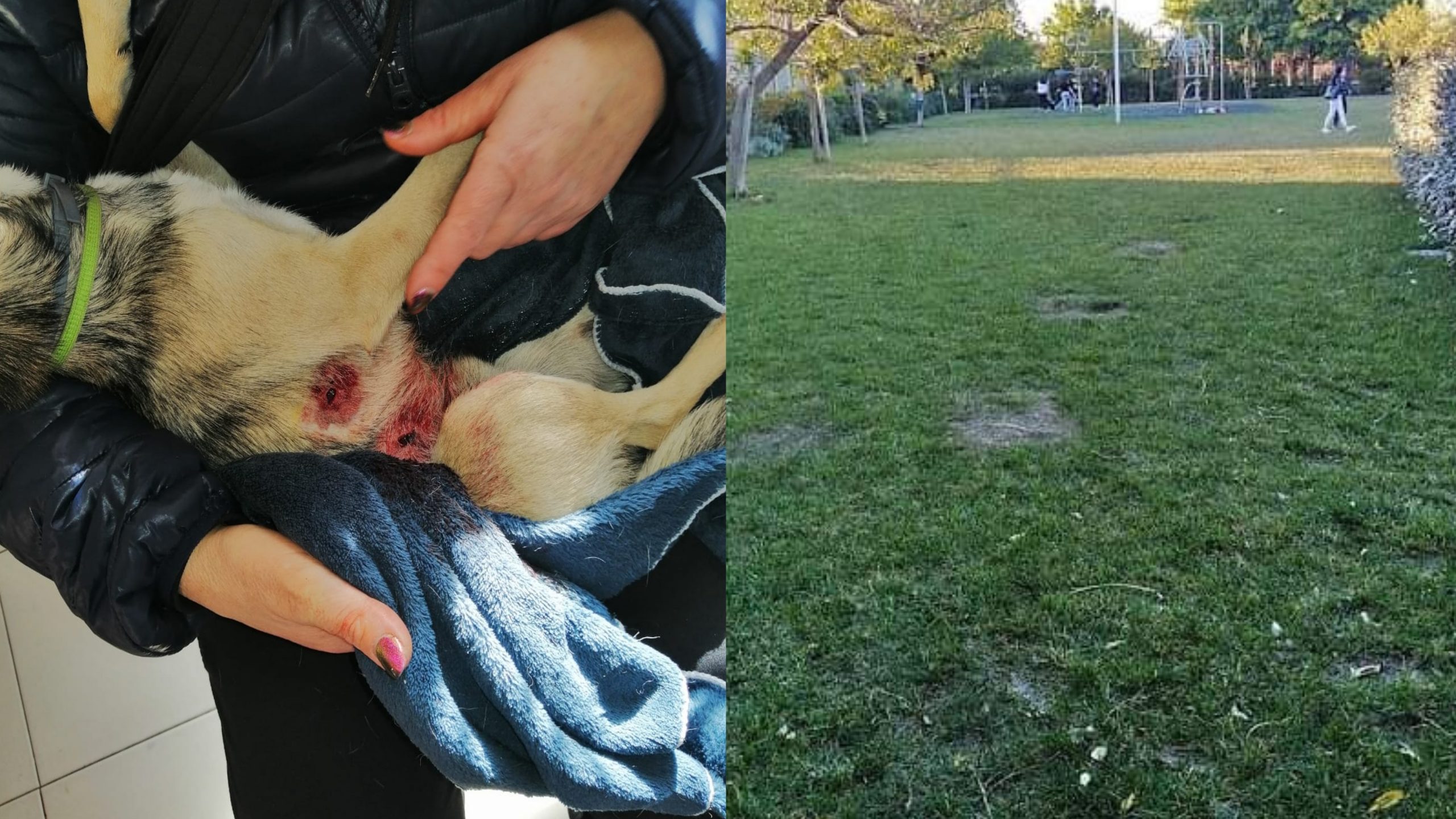 Terrore nel parco lineare a Selargius: pitbull azzanna e uccide un cagnolino