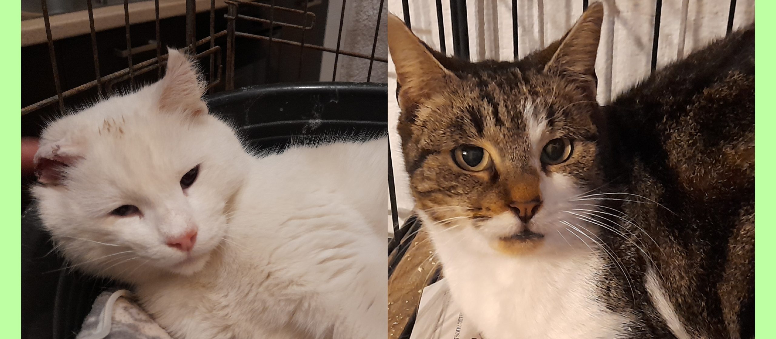 Salvate dall’attacco dei cani, le dolcissime Sofy e Rosina cercano casa: aiutiamole!