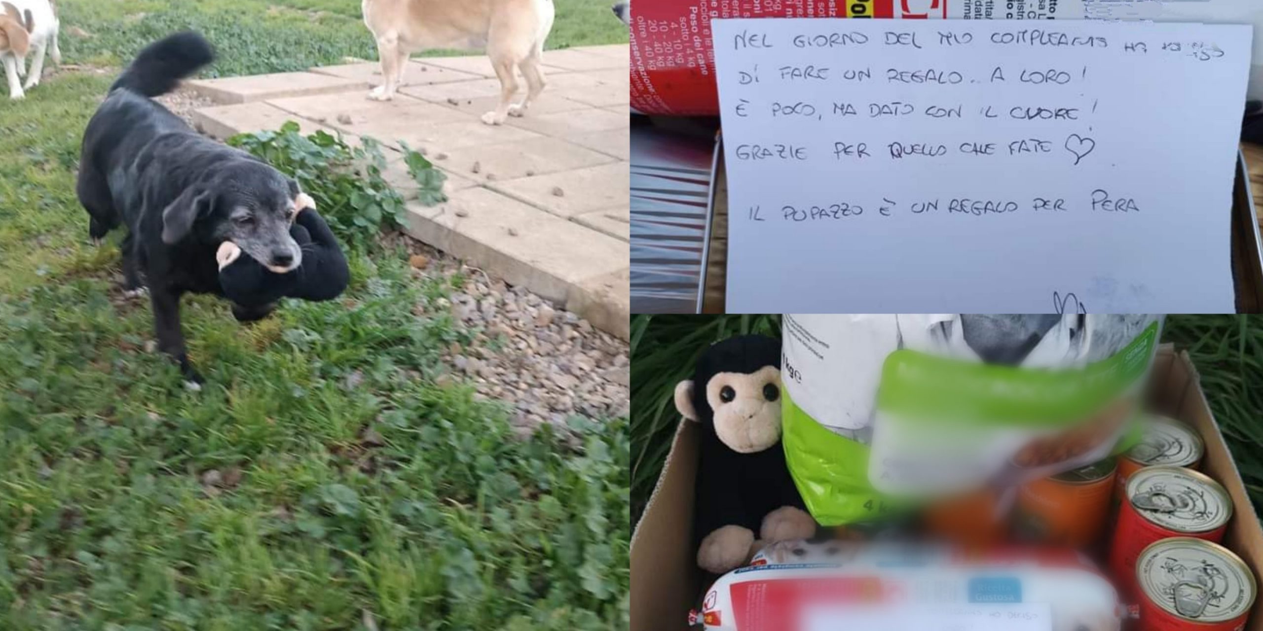 Gonnosfanadiga, è ancora Natale per i quattro zampe del rifugio “Amici degli animali”