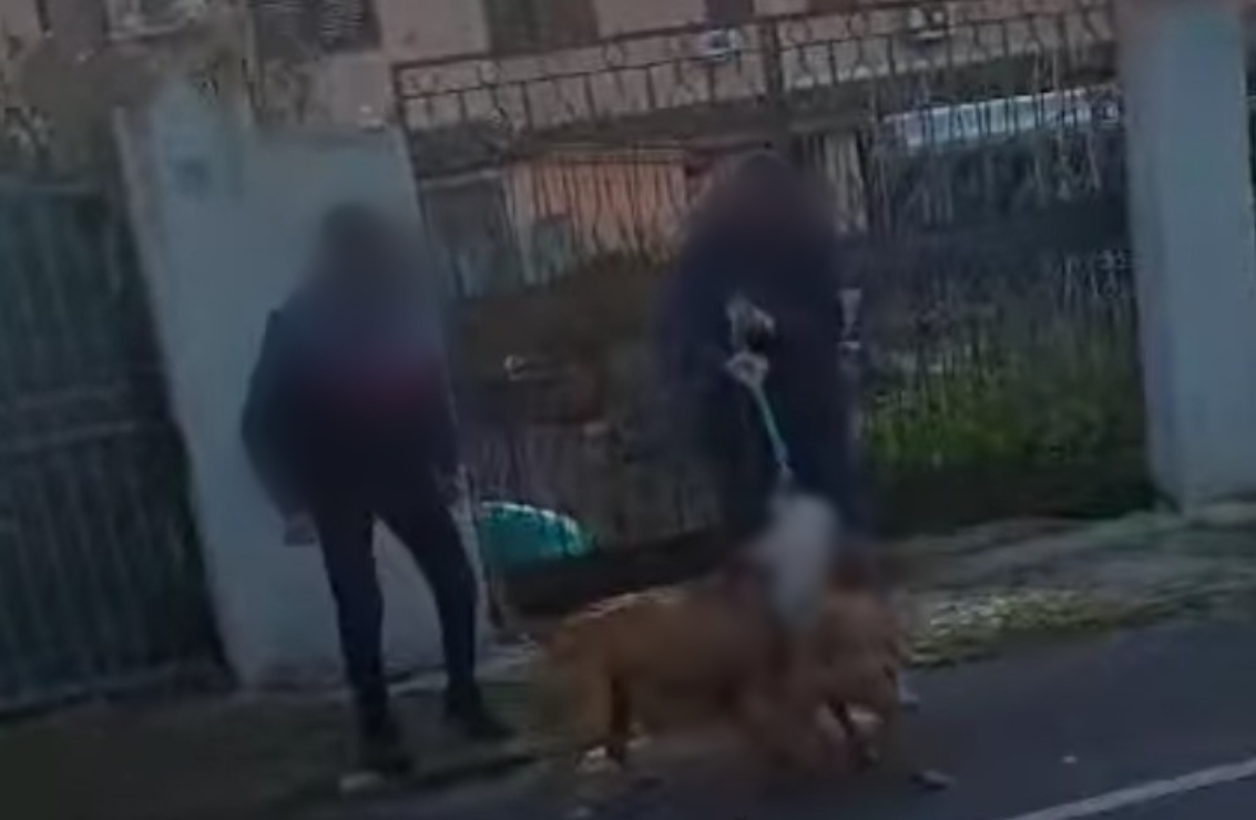 Foxi, pitbull inferociti sbranano un altro cane in strada