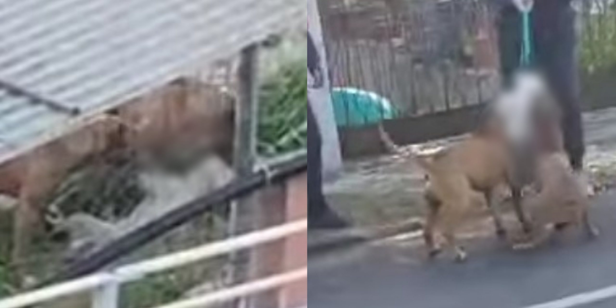 “Cane sbranato a Foxi, Milia: “Non dobbiamo aspettare che accada il peggio, la Asl ci dica come intervenire”. Intanto la gente ha paura