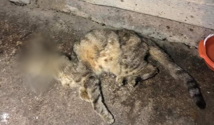 Gattina ritrovata morta a Monserrato, l’indignazione dei cittadini: “Trovate i colpevoli”