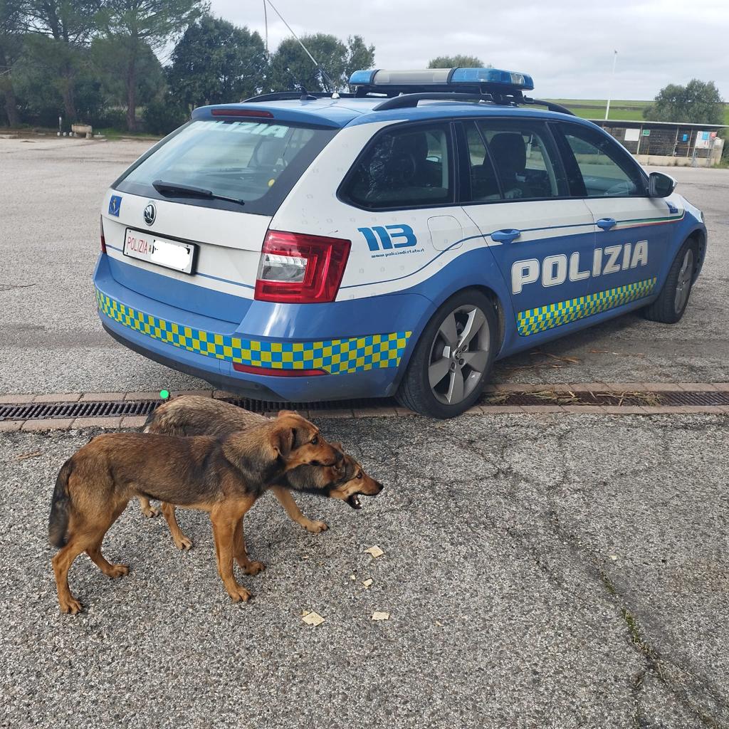 Sardara, la polizia salva due cagnolini nel giorno di Natale: vagavano smarriti sulla Ss 131