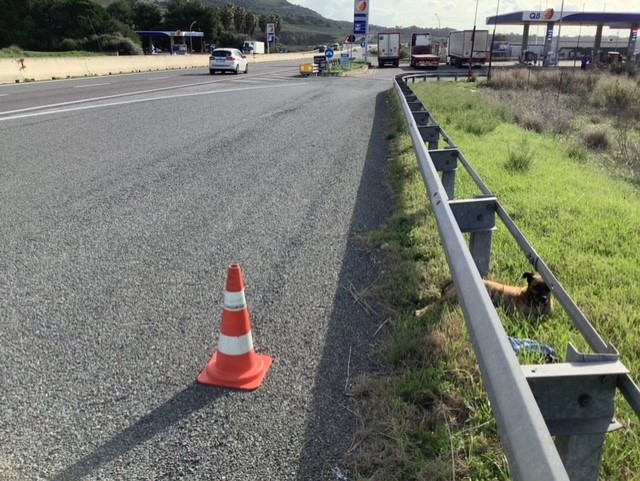 Giacomo, il cantoniere dell’Anas che salva un cane abbandonato sulla 131 a Sardara: esistono ancora i bei gesti