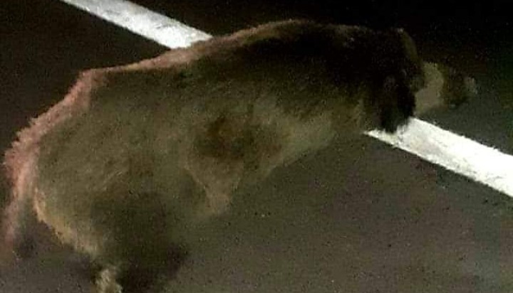 Serrenti, cinghiale investito sulla Ss 131