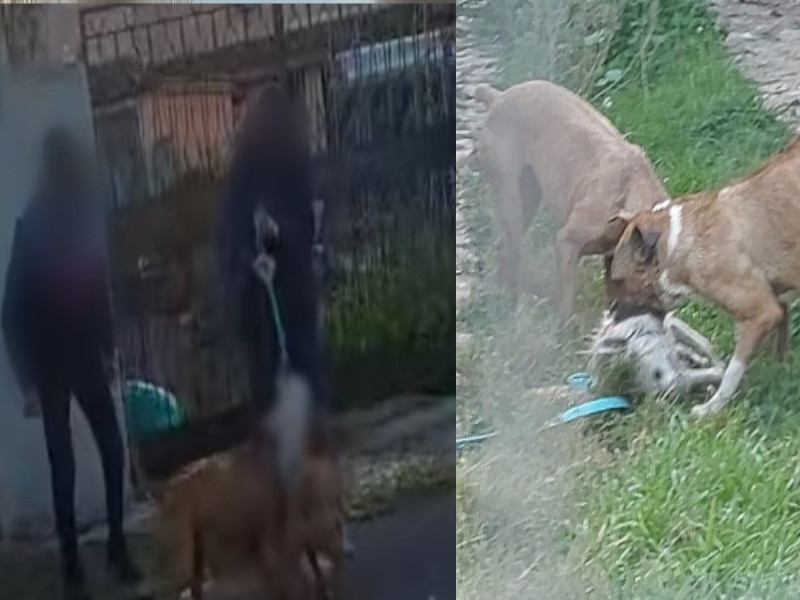 Quartu, pace fatta tra il padrone dei pitbull e i residenti: “Vuole farli sterilizzare e adottare”