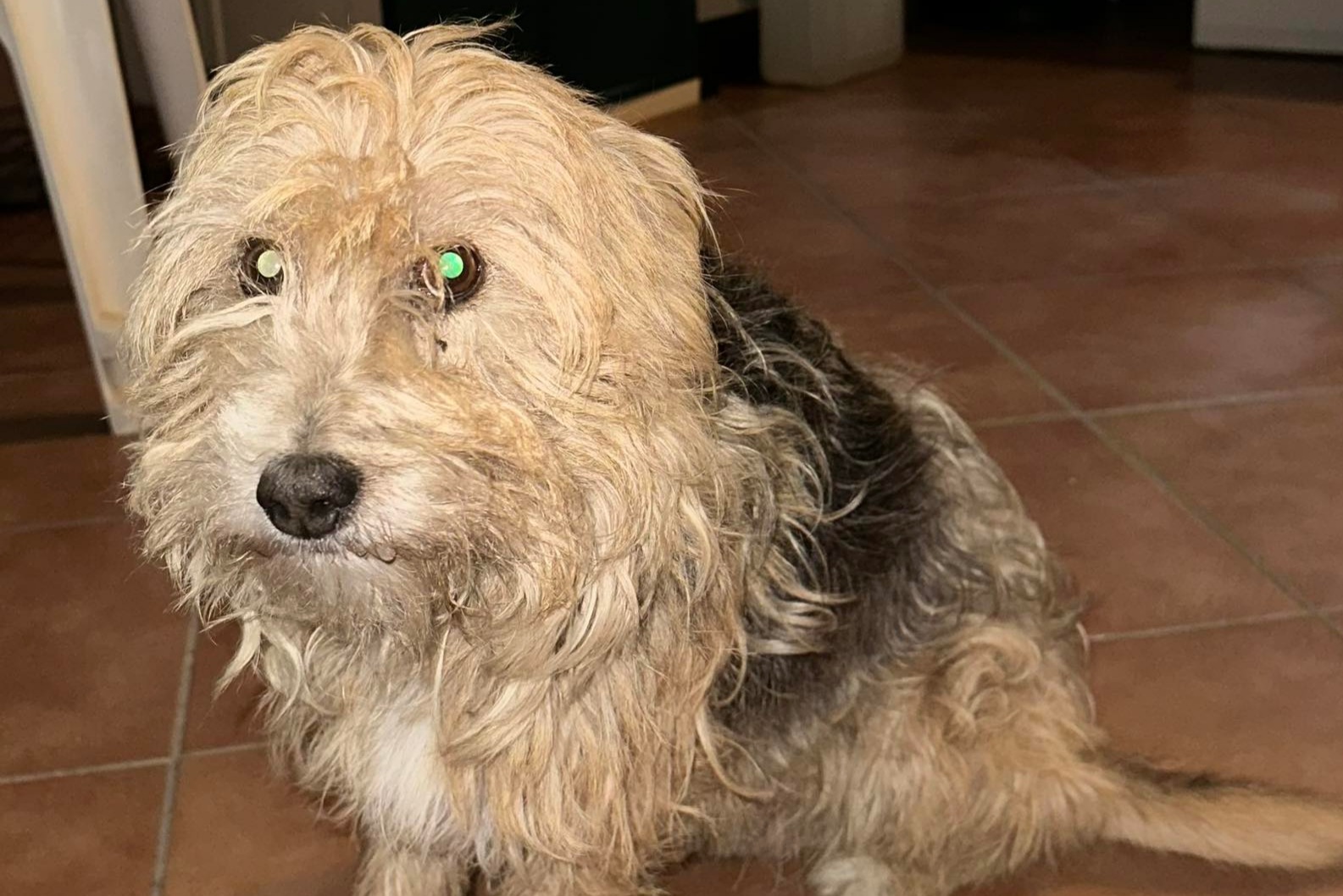 Quartu, ritrovato per strada un docile cagnetto: si cerca il proprietario o un’adozione del cuore