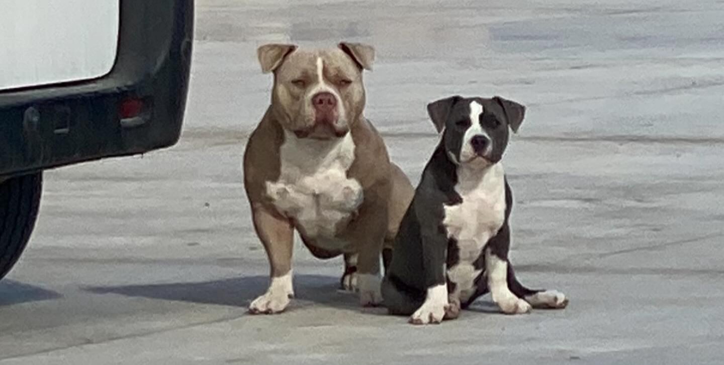 Radio Zampetta Sarda, ricompensa di 2000 euro per chi trova Rio e Lulù