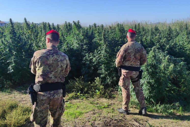 Maxi piantagione di marijuana nelle campagne di Orani, un uomo arrestato dopo mesi di indagini