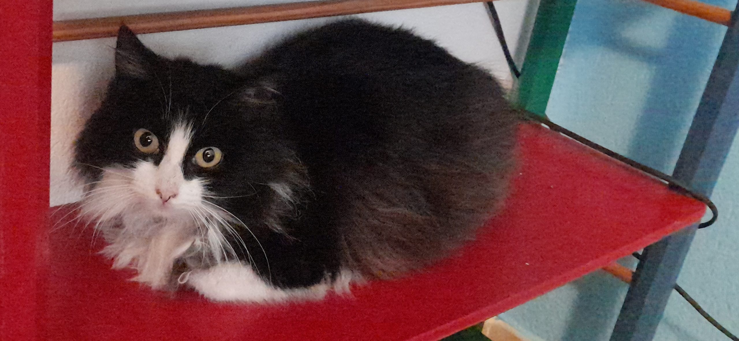 Sos a Radio Zampetta Sarda:  Minoù cerca un passaggio da Cagliari a Dusseldorf o Colonia