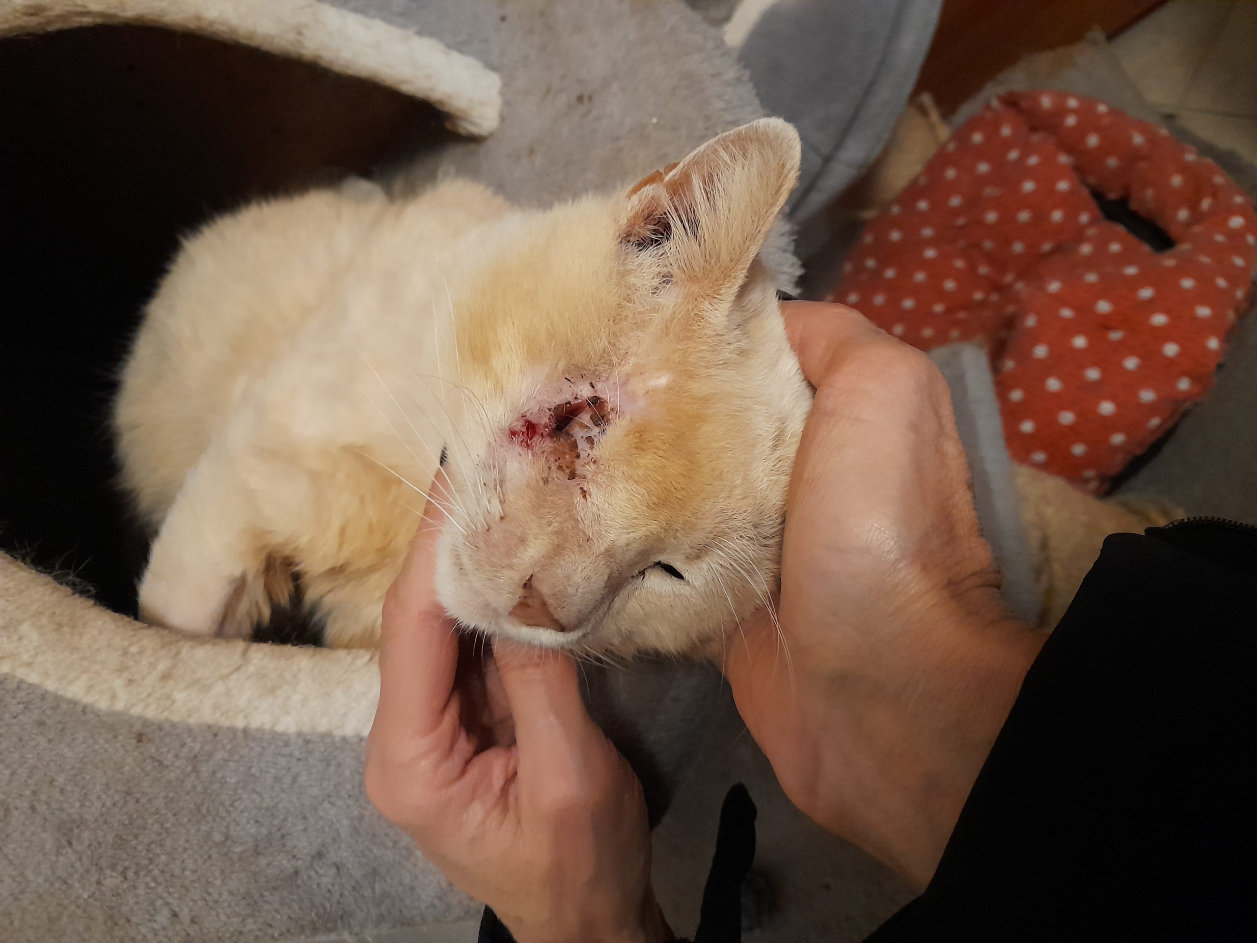 Molentargius, il gattino Nicola colpito da un proiettile di un fucile a pallettoni: ha perso un occhio