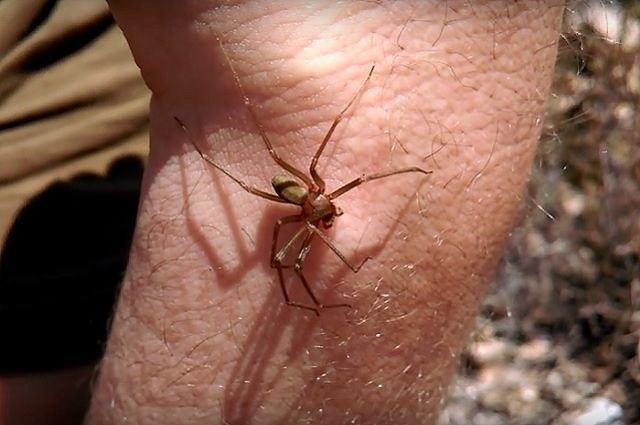 Maracalagonis, ragno violino nei bagni della Scuola dell’Infanzia di via Garibaldi