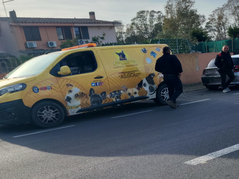 Quartu, fine dell’emergenza: i 7 pitbull violenti di Foxi portati in canile