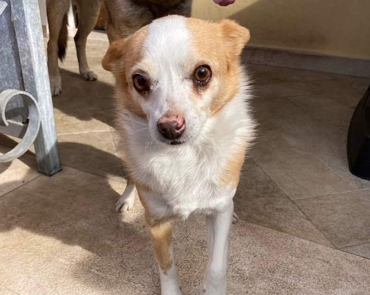 Flumin, un cane ingoia un amo da pesca durante la passeggiata in spiaggia con il suo padrone