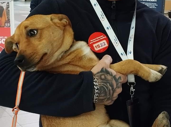 San Sperate, a lieto fine la storia del cagnolino abbandonato sulla 131: ha trovato una famiglia