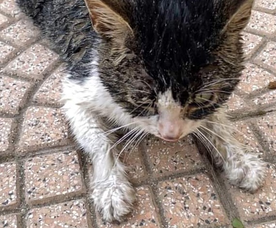 Crudeltà verso gli animali a Villa San Pietro, morta la gattina Stella: “Dopo averla maltrattata hanno tentato di annegarla”