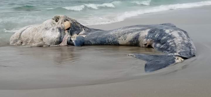 Nella spiaggia di San  Giovanni di Sinis, ritrovato un piccolo capodoglio in avanzato stato di decomposizione