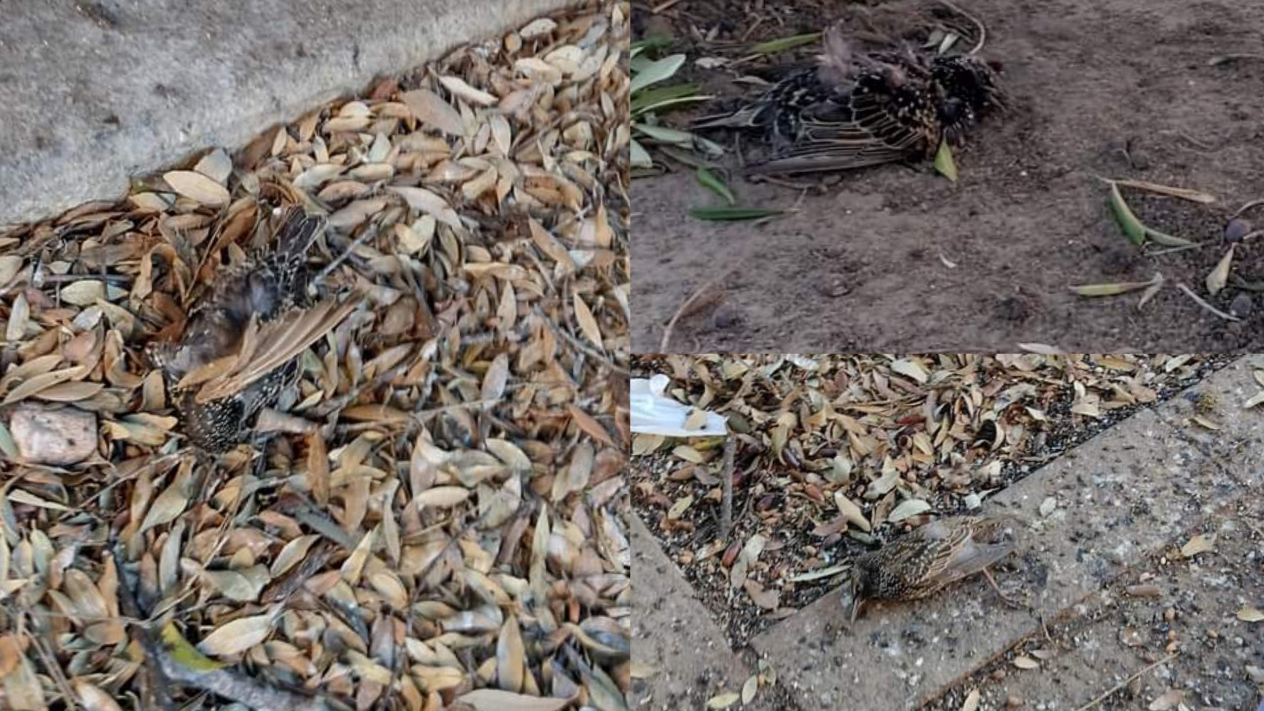 Uccelli morti a Selargius, la Asl assicura: “Nessun pericolo per l’uomo”