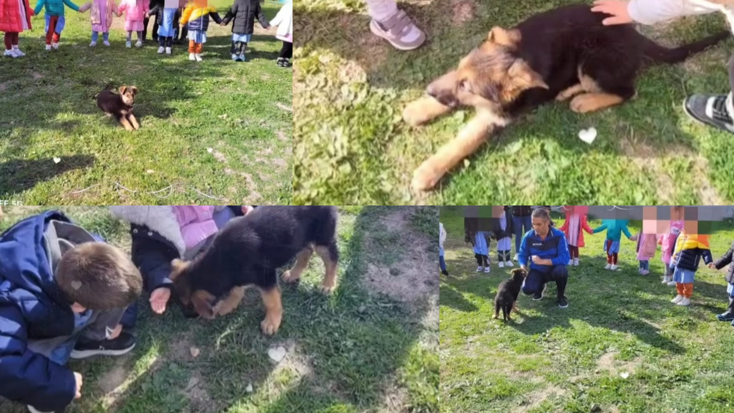 Quartu Sant’Elena, portoni dell’asilo spalancati agli amici a quattro zampe