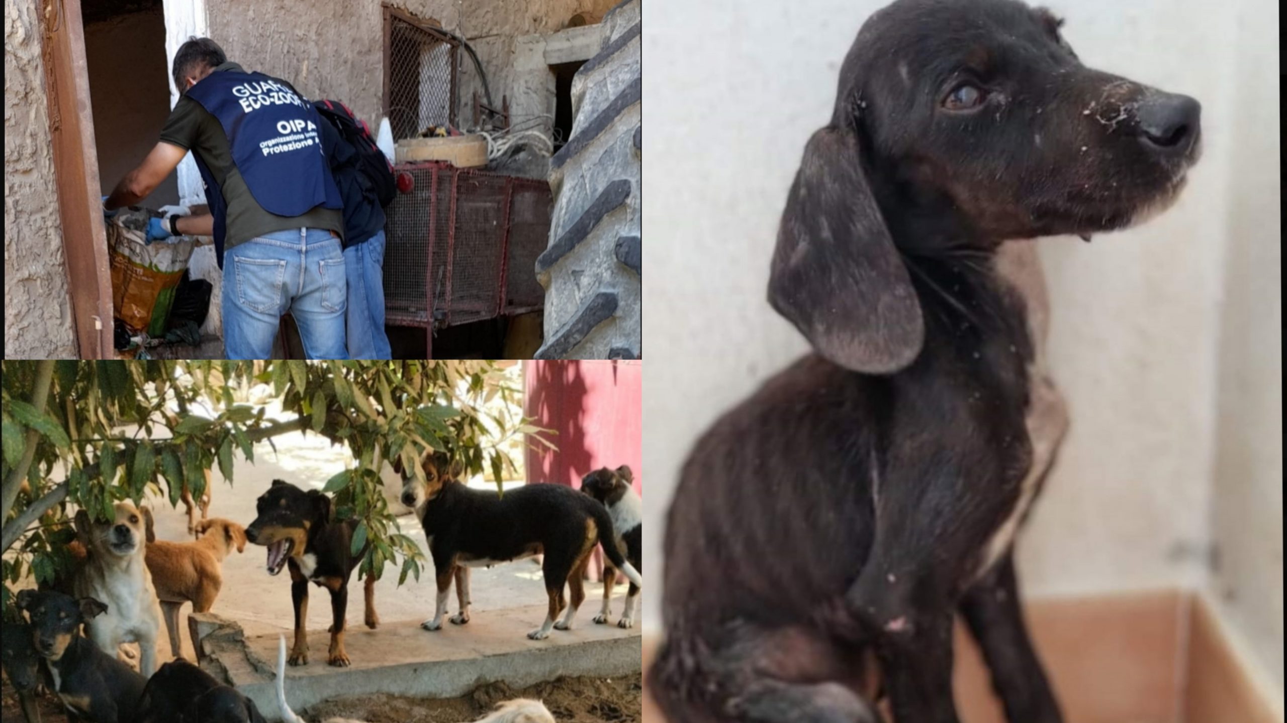 Segariu, l’inferno in terra per decine di cani chiusi nel cortile degli orrori