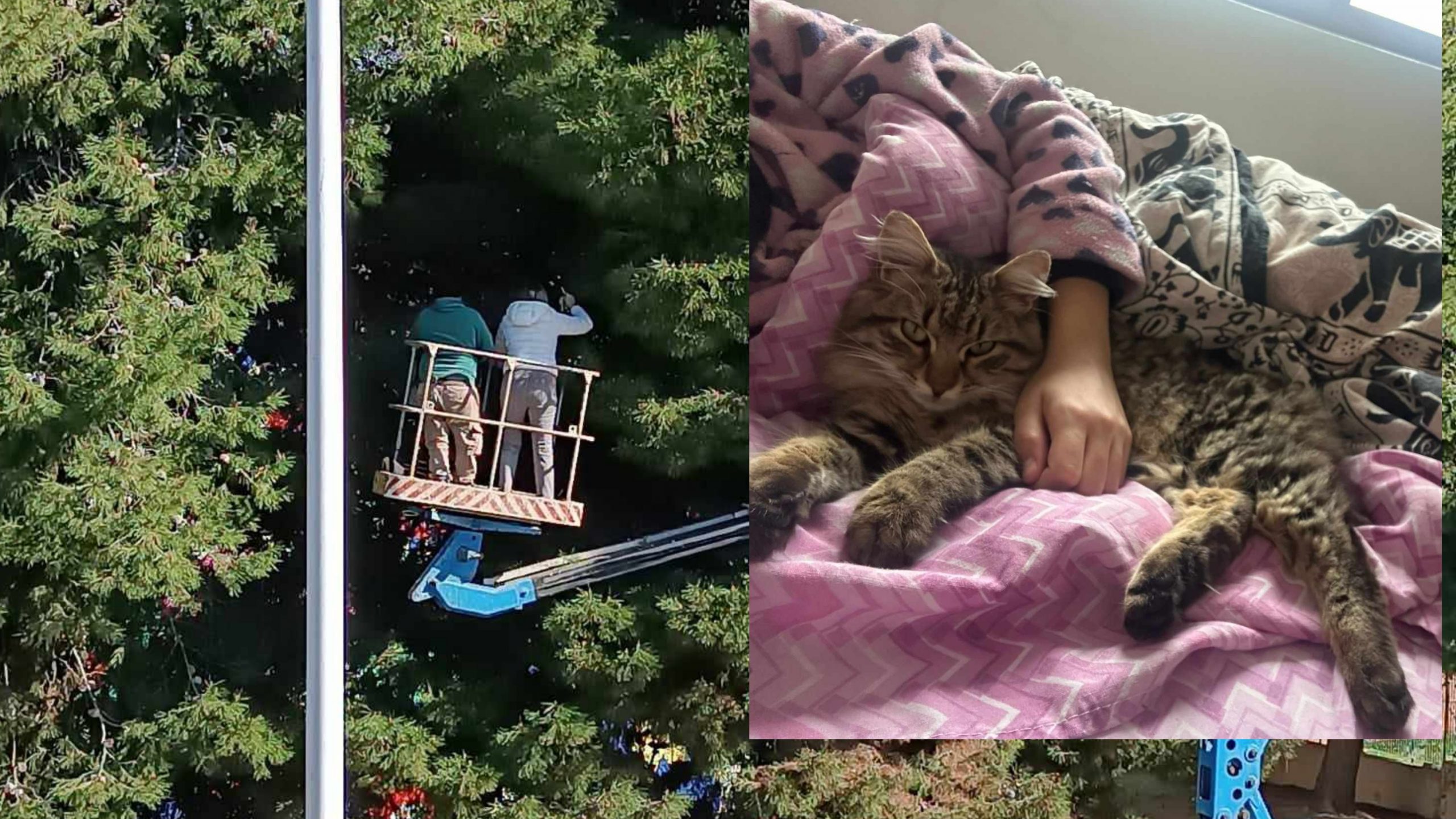 Dagli alberi di via Schiavazzi alle braccia della sua padrona: nuova vita per Fortunato