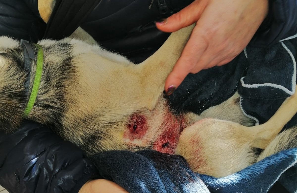 Selargius, scatta la denuncia per il cane ammazzato dal pitbull: “Il padrone lo ha ripreso e poi è andato via”