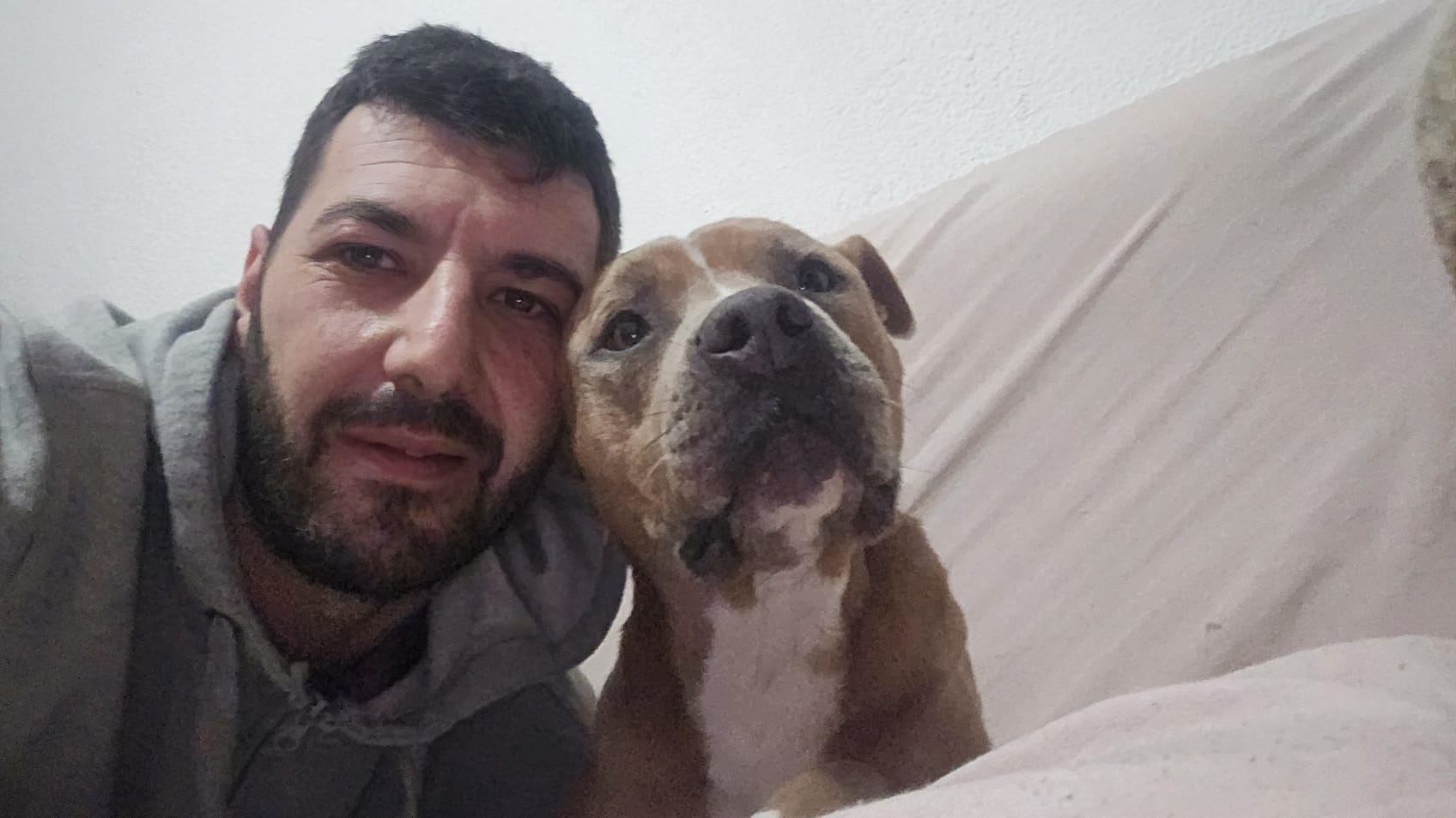 Cani uccisi e polpette avvelenate, il padrone dei pitbull di Quartu: “Faranno il percorso rieducativo”