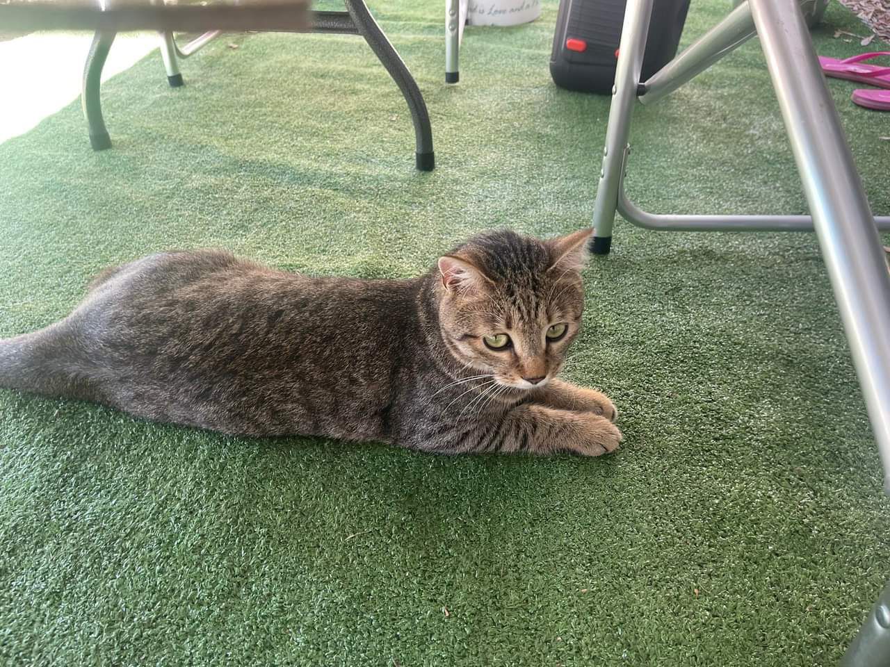 Sos per Simba, il gattino smarrito a Selargius: condividiamo per ritrovarlo presto