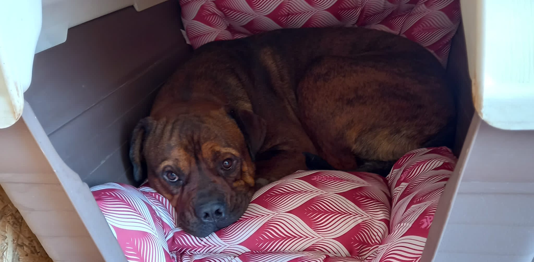 Gli occhi tristi di Luca cercano l’amore di una famiglia, chi si innamora di lui?