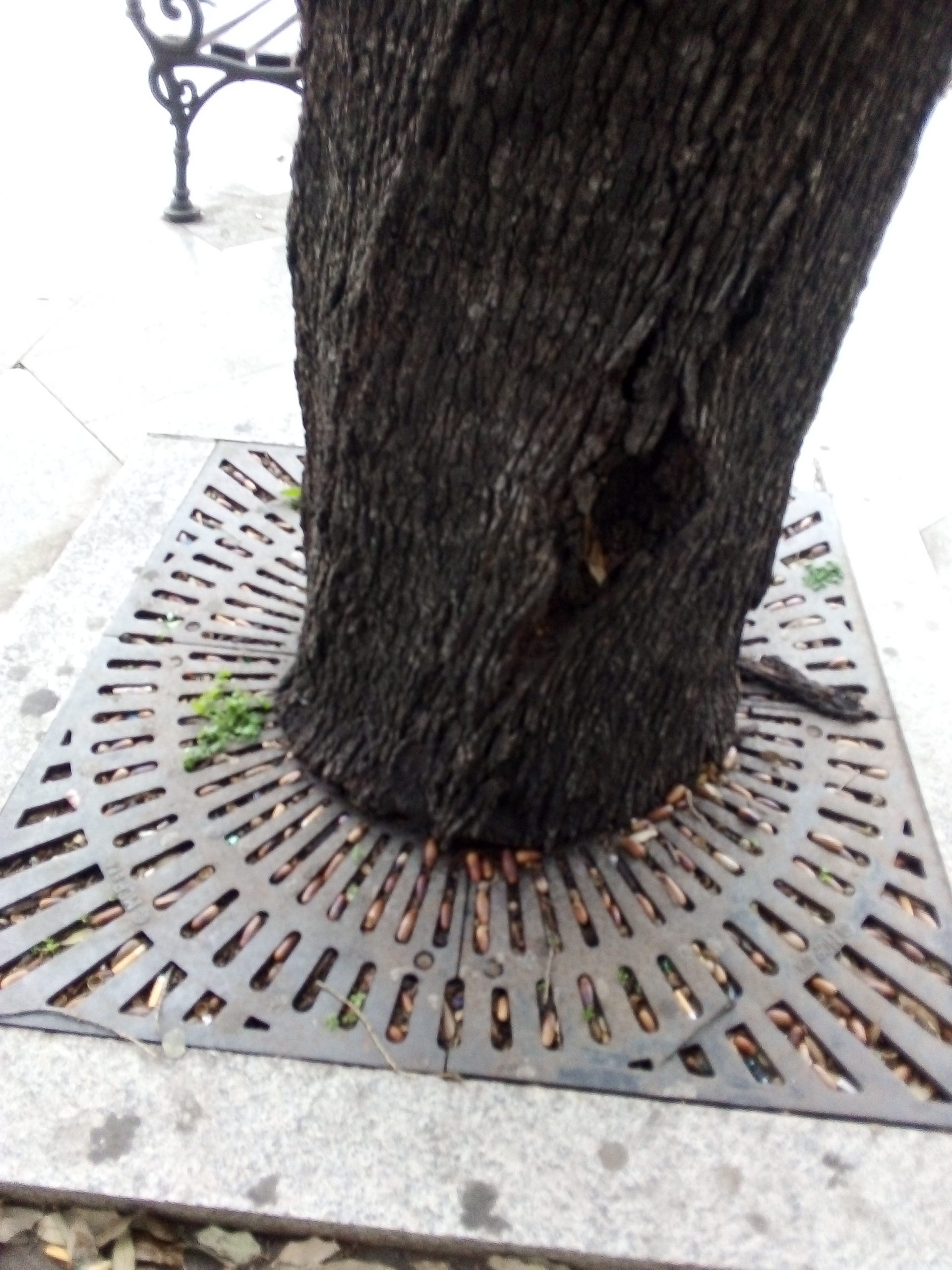 “Cagliari, liberate al più presto gli alberi di piazza Repubblica ingabbiati dalle griglie”