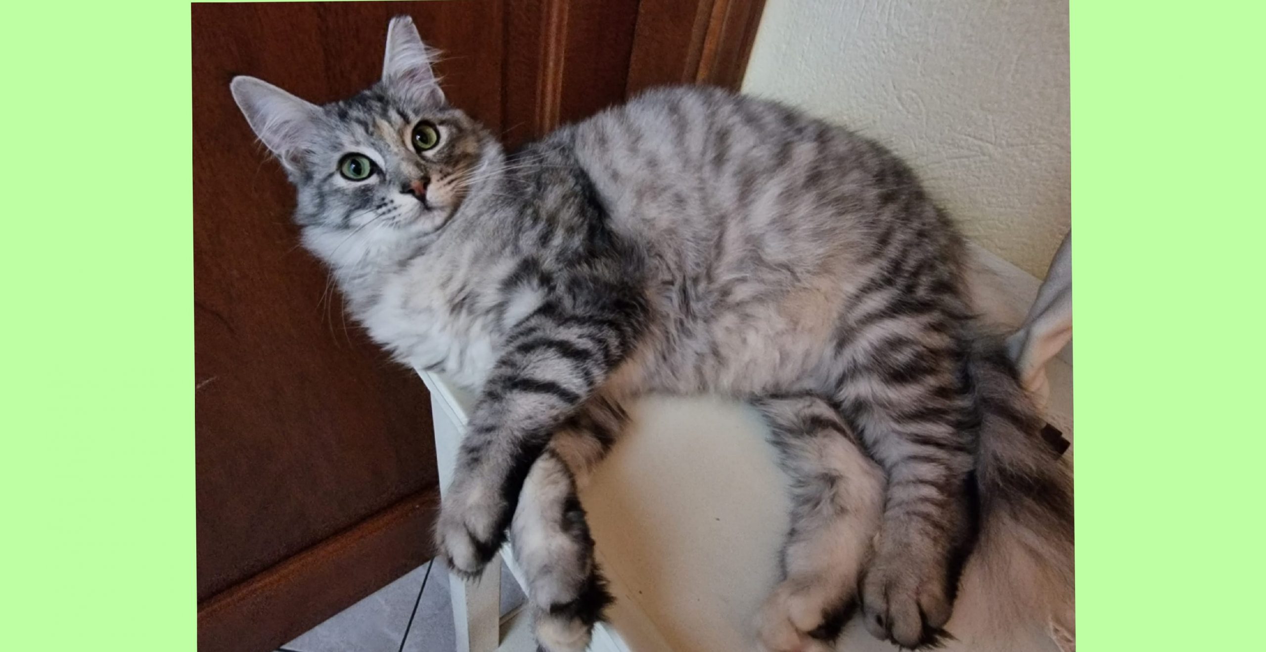 Lallo cerca adozione, appello a Radio Zampetta Sarda