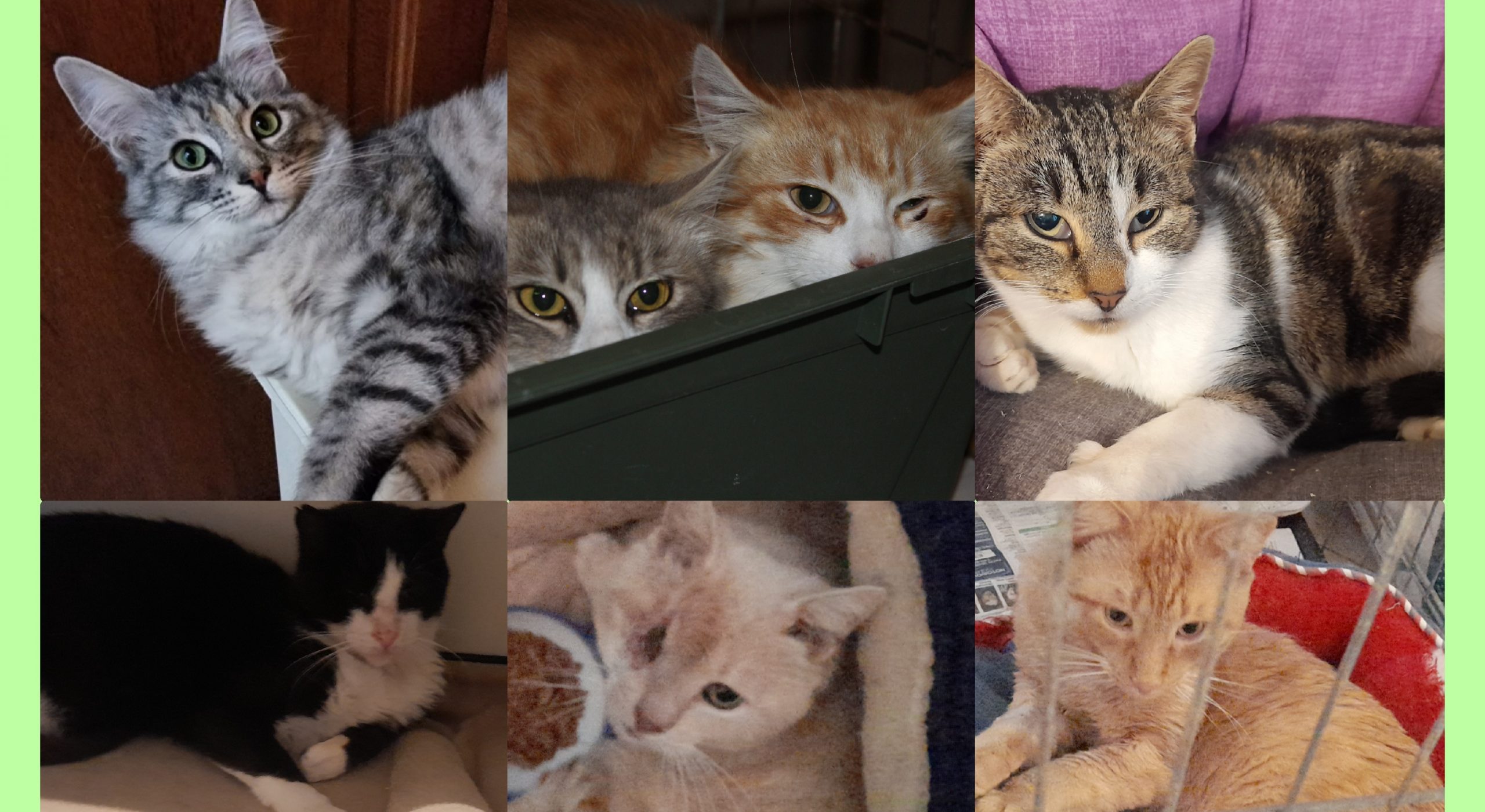 Sos a Radio Zampetta Sarda: “Chiediamo aiuto per le pappe, troppi recuperi”