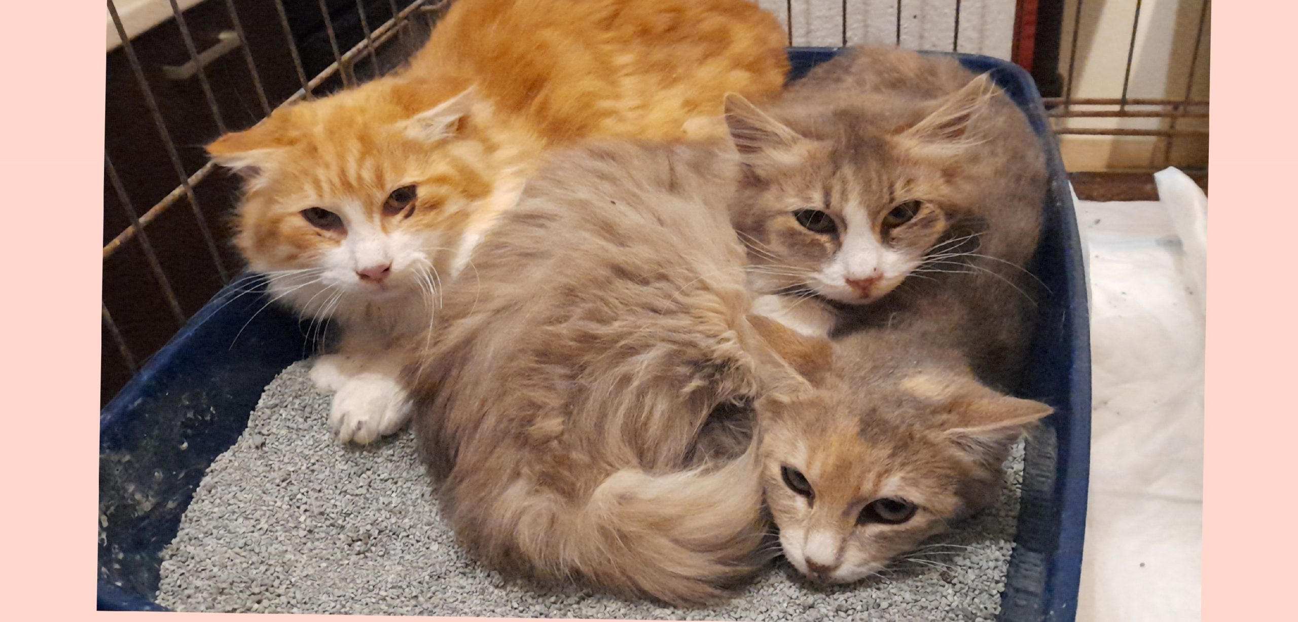 Scampati alla morte, 3 gattini cercano una famiglia