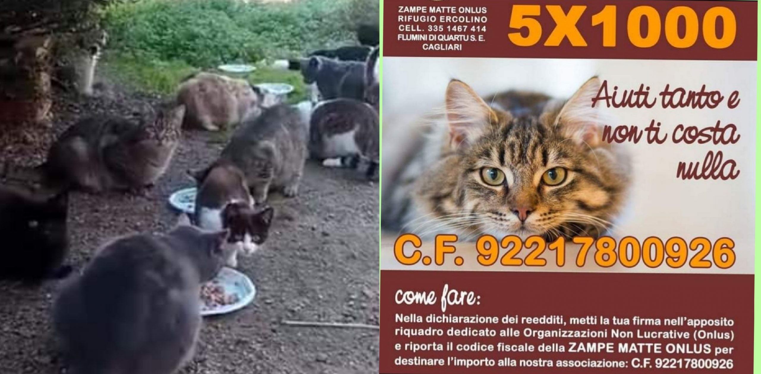Flumini, l’associazione “Zampe Matte” in campo per salvare 100 gatti: aperta una raccolta fondi