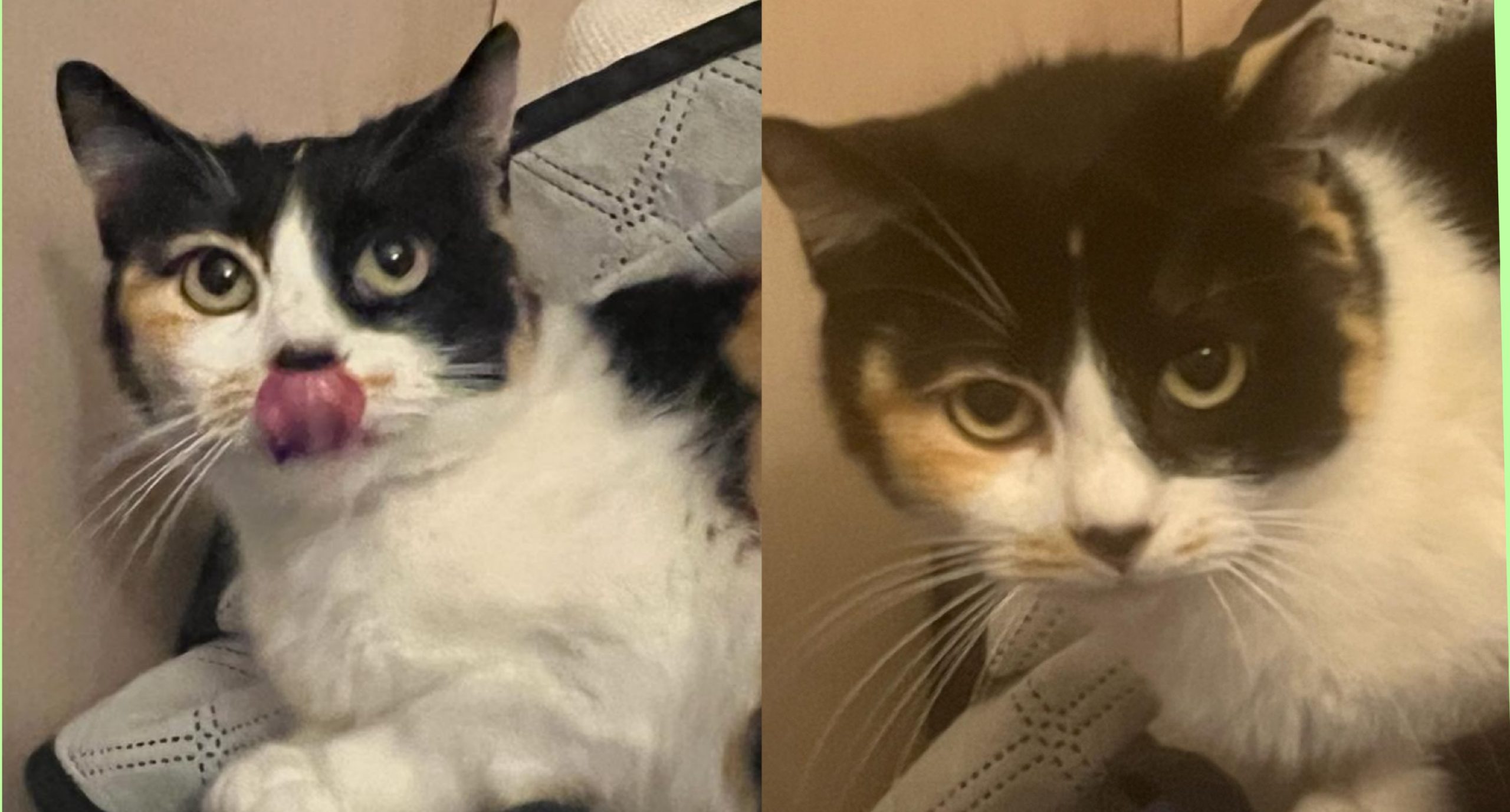 La micina Diletta: “Sono dolce, sono bella ma sono senza casa: chi mi adotta?”