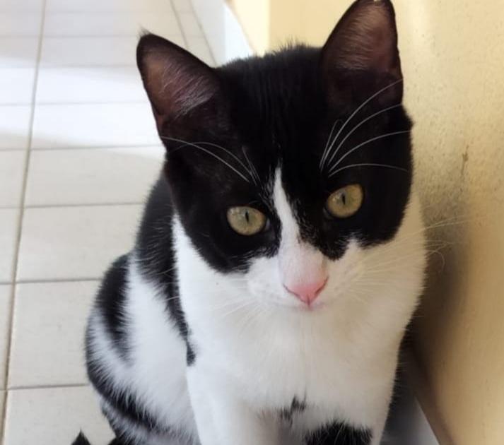 La sua tata umana è gravemente malata, adozione del cuore per Frodo