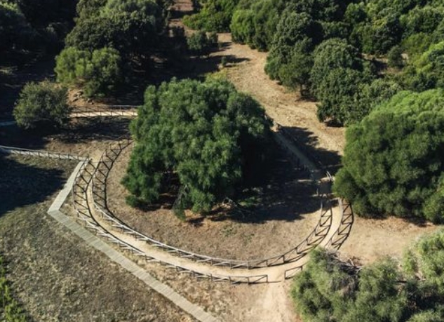 Albero europeo dell’anno: a rappresentare l’Italia l’olivastro di Luras