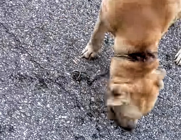 San Sperate, abbandonato e con la catena al collo: gara di solidarietà per salvare un cane