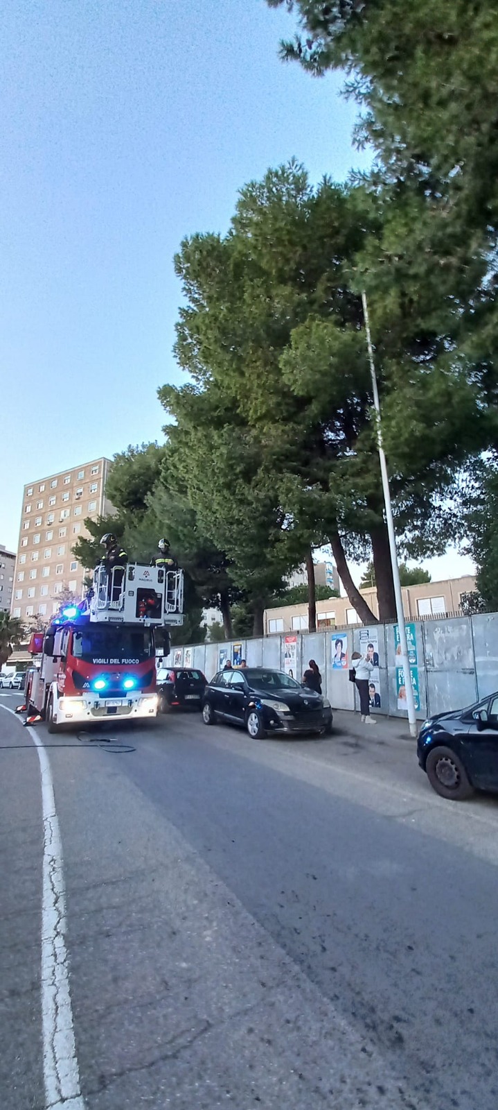 Cagliari, gatto intrappolato da giorni su un albero a Sant’Elia: a vuoto i tentativi dei vigili del fuoco