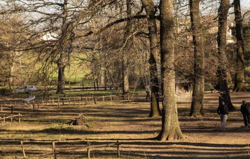 Un uomo di 39 anni muore sbranato dai rottweiler mentre fa jogging nel bosco