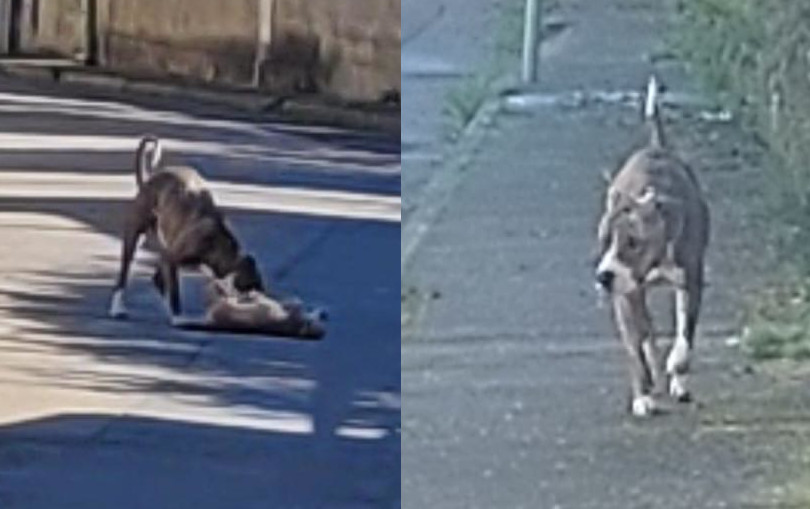 Choc a Siliqua: “Un pitbull è entrato in casa e ha ammazzato la mia cagnolina”