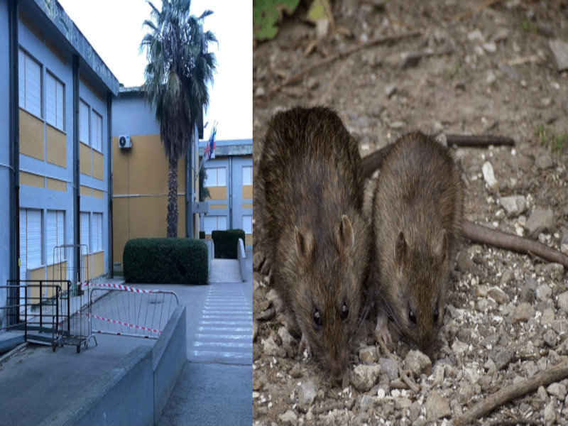 Cagliari, la scuola di via Stoccolma senza pace: emergenza topi e alunni a casa sino al 4 marzo