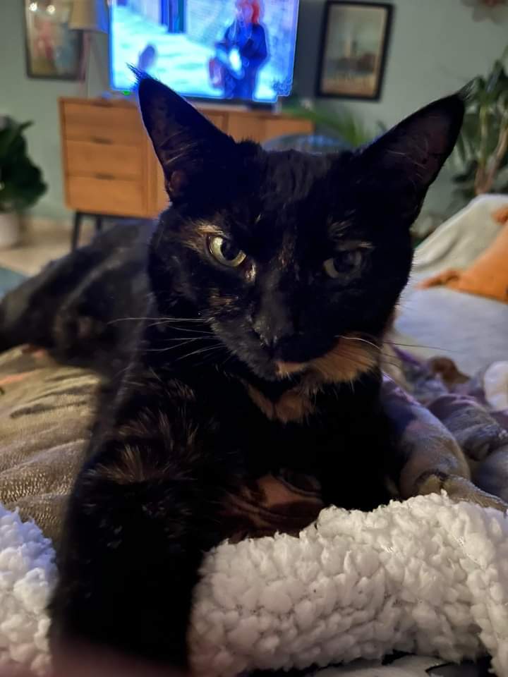 Sos per Rosemary, serve sangue gruppo A per la gattina di Uri