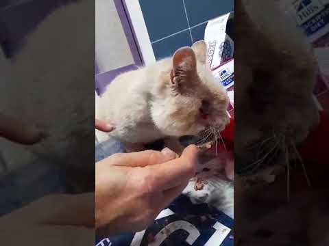 Sos per Nicola, il giovane gatto con problemi al palato: aperta una raccolta fondi (VIDEO)